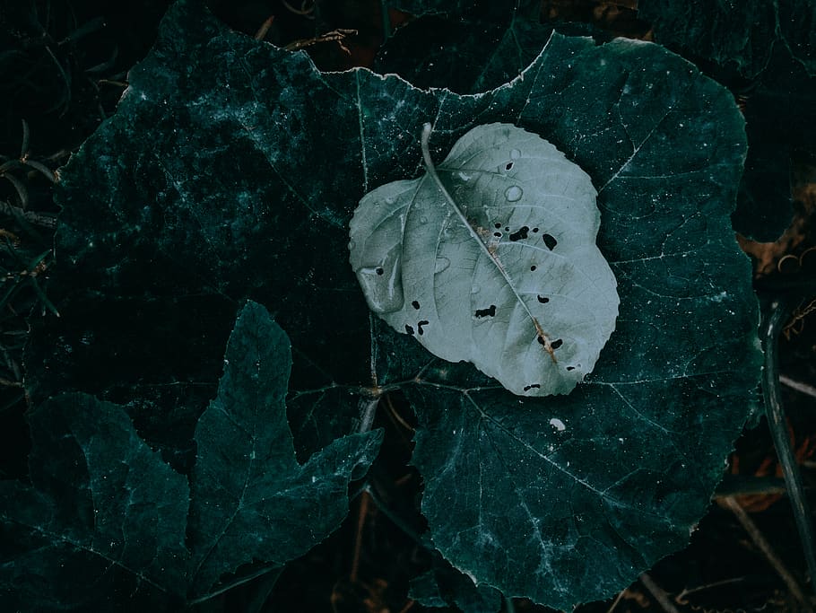 green leaf, plant part, nature, close-up, no people, beauty in nature HD wallpaper