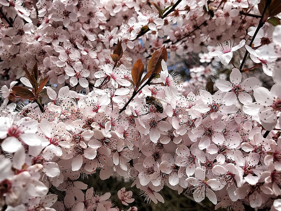 spring, tree, bloom, flowers, flowering trees, nature, bee HD wallpaper