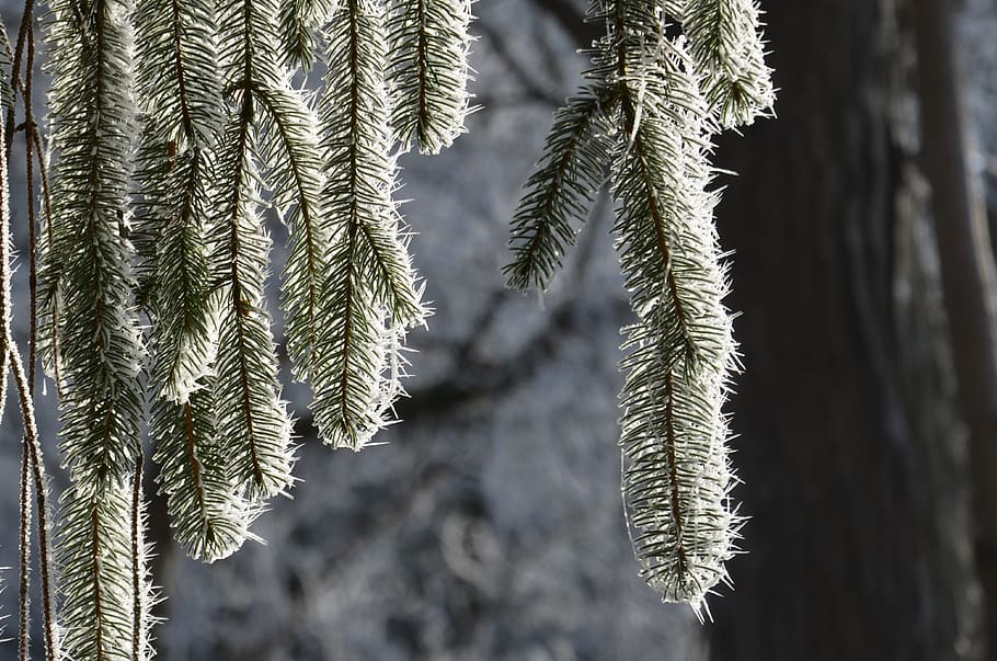 frost, winter, cold, frozen, nature, ice, crystals, tree, needle HD wallpaper