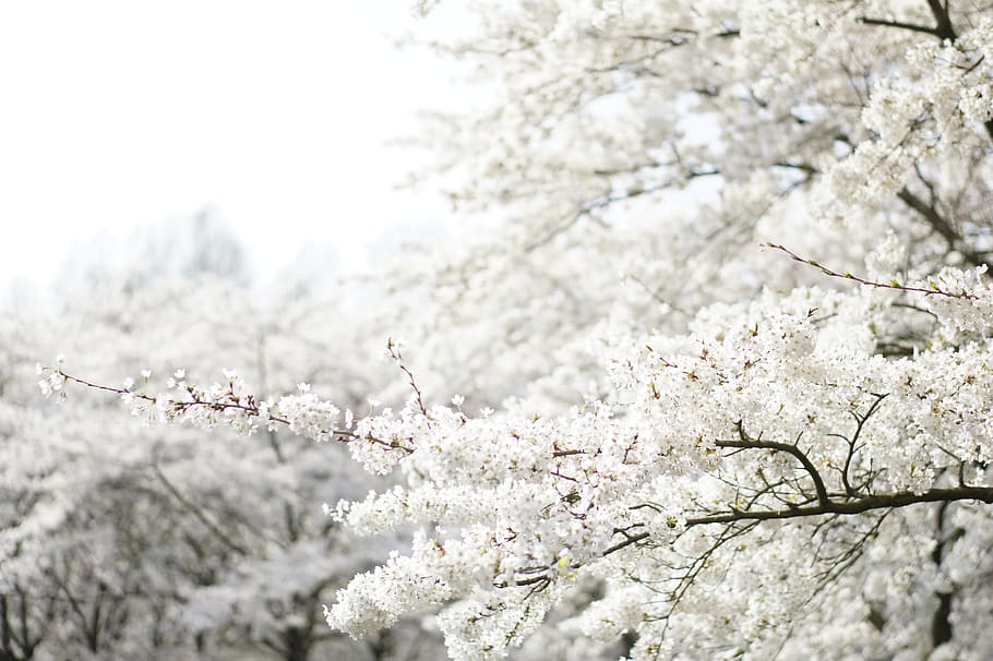 white cherry blossom, plant, tree, flowering plant, springtime HD wallpaper