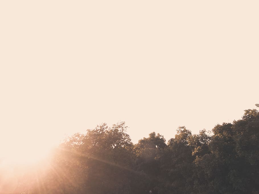 sunset, aerial, drone, double exposure, contrast, white, trees HD wallpaper