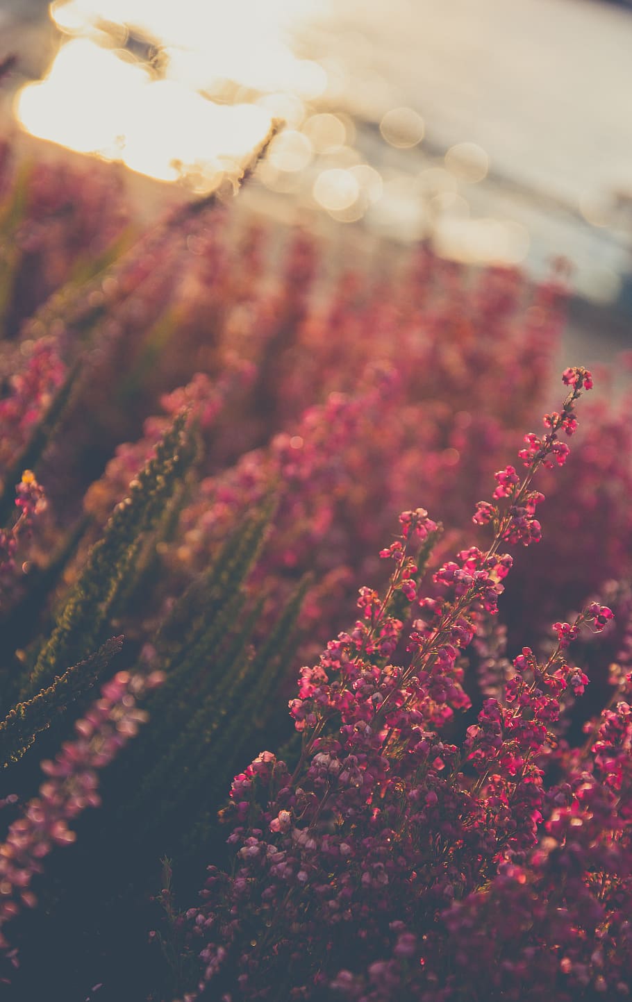 pink-petaled flower, plant, flare, light, blossom, sunset, spring HD wallpaper