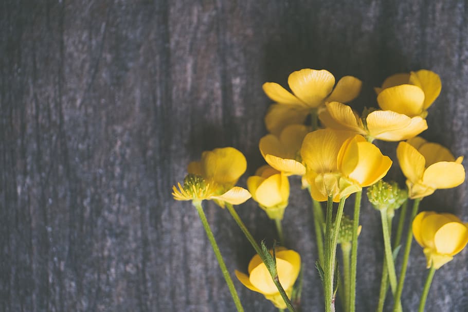Yellow Buttercup Flowers on Grey Surface, background, beautiful HD wallpaper