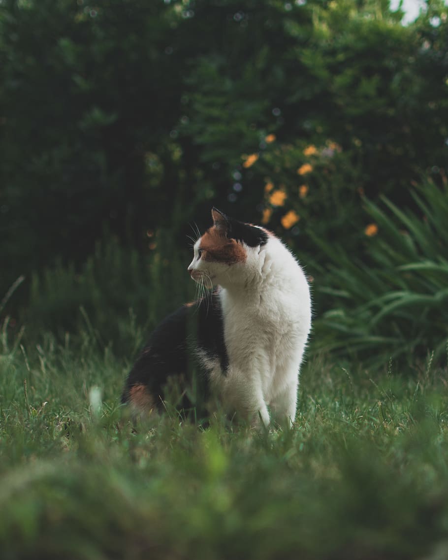 calico cat on green grass, plant, pet, animal, bolzano, italy