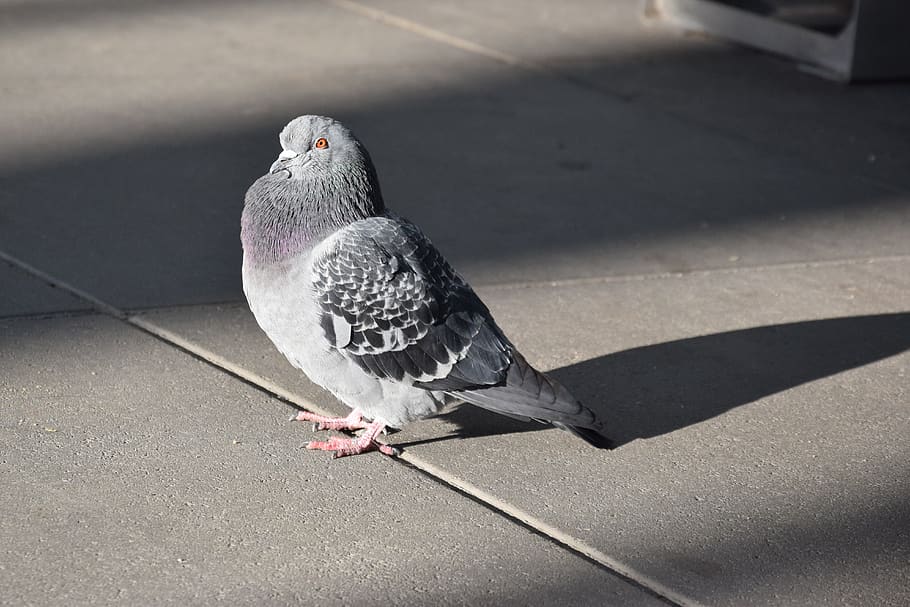 dove, bird, walkway, shadow, vertebrate, animal wildlife, one animal HD wallpaper