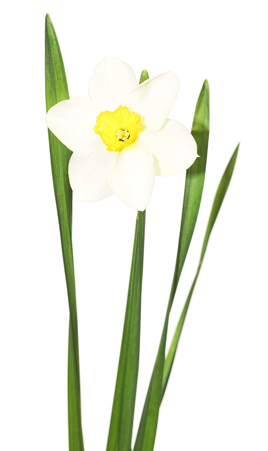 flower, white, yellow, blooming, summer, background, macro HD wallpaper
