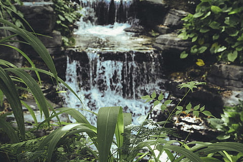 waterfall, tropical, plants, river, oasis, paradise, serenity HD wallpaper