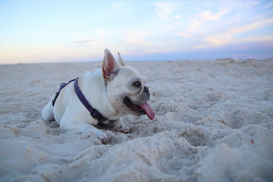 tan dog lying on sand, animal, canine, bulldog, pet, mammal, french bulldog HD wallpaper