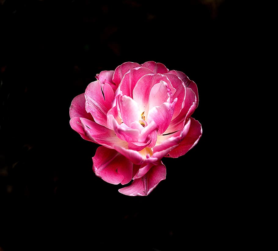 nature, spring, flower, garden, beautiful, flowers, plants HD wallpaper