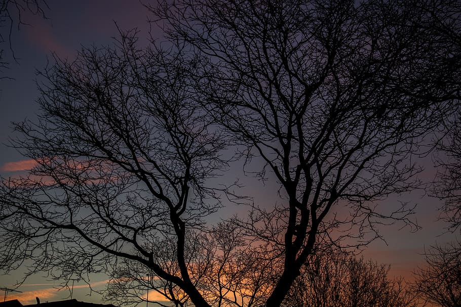 Silhouette Photo Of Bare Tree, backlit, branches, dawn, nature HD wallpaper