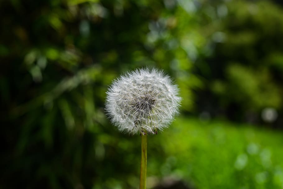 dandelion, nature, foreground, plant, freshness, fragility HD wallpaper