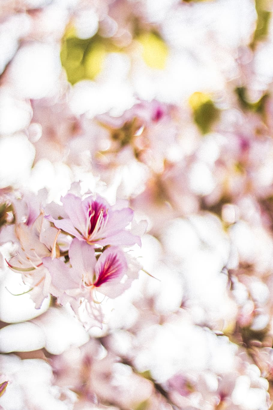 Pink Flowers, background, beautiful, beautiful flowers, bloom HD wallpaper
