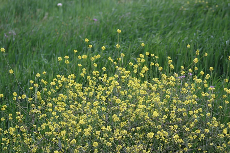yellow flowers, greenery, spring, flowering plant, growth, field HD wallpaper