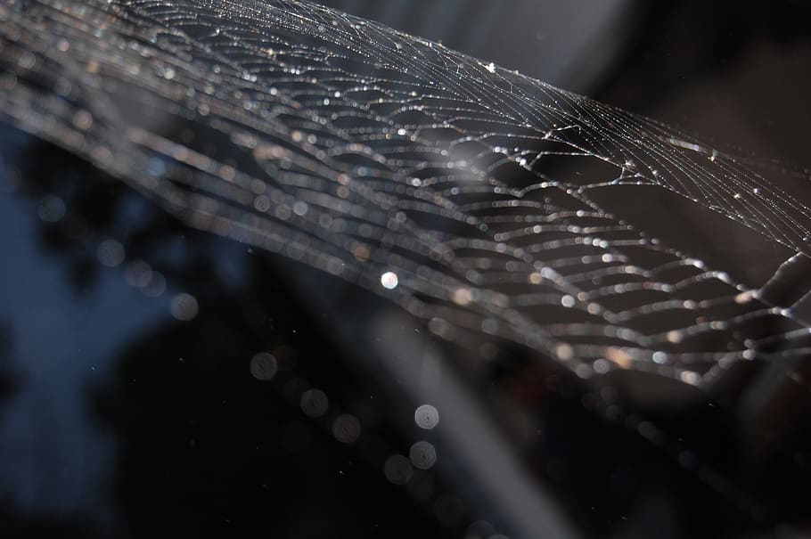 cobweb, spider, dreams, light, nature, rain, insect, reflection HD wallpaper