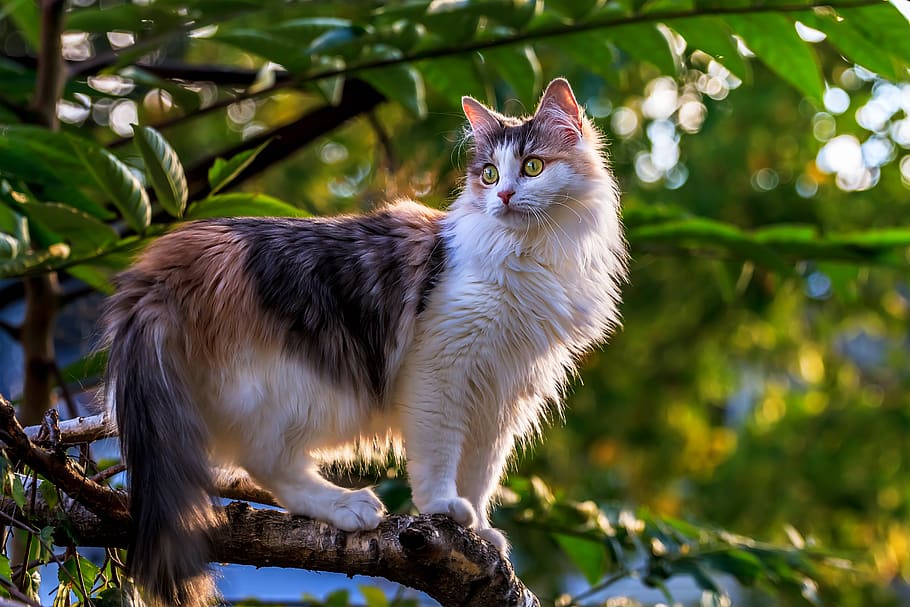 cat, animals, tree, nature, animal themes, one animal, domestic cat HD wallpaper