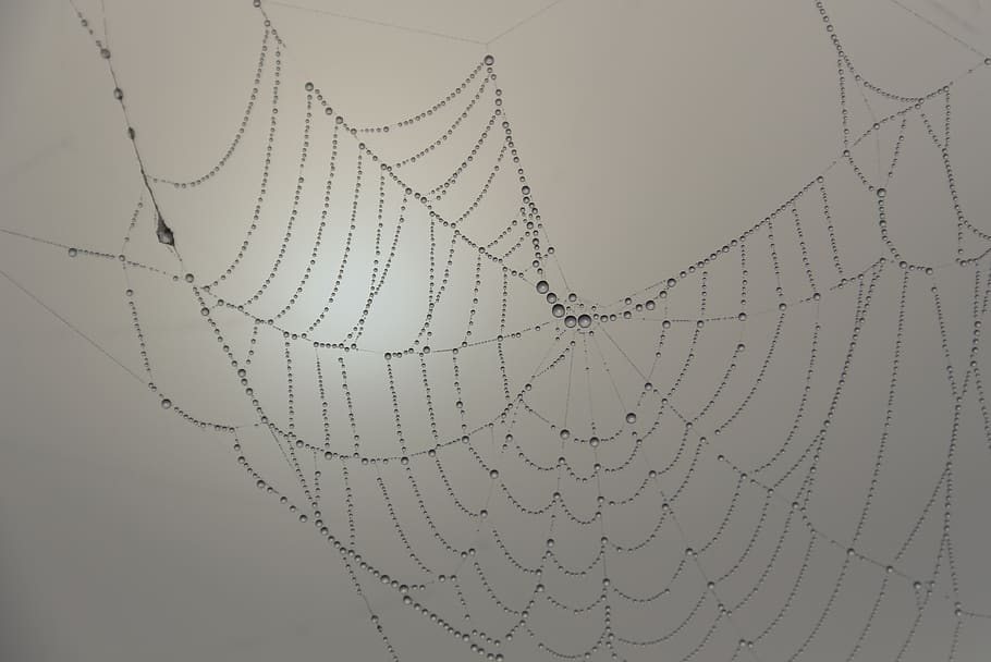 Water Dew on Spider Web, cobweb, spider's web, spiderweb, pattern HD wallpaper