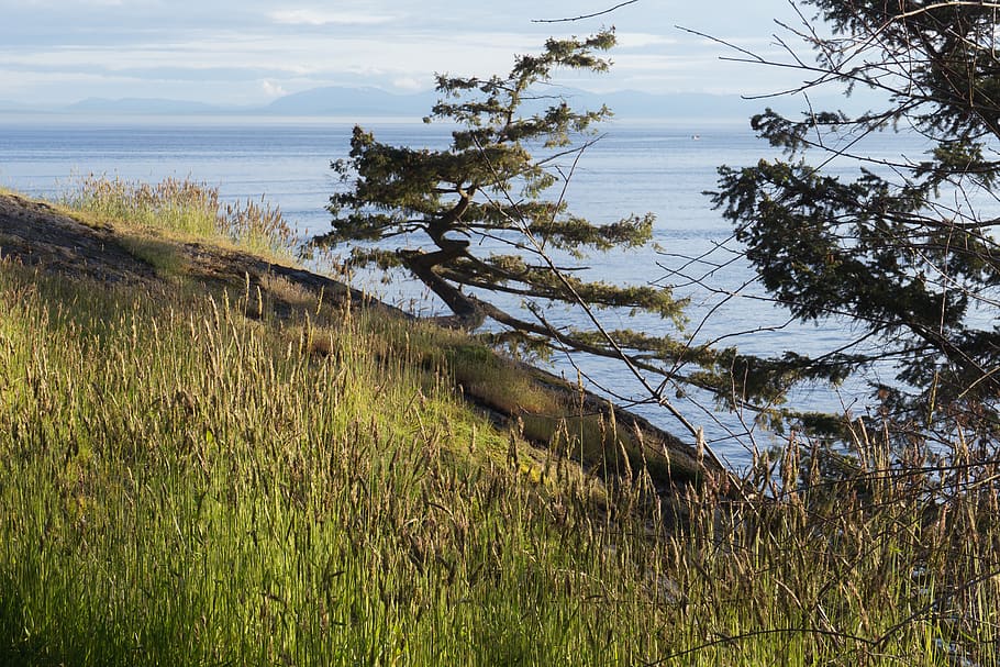 ocean, mountains, trees, wheat, plant, water, sky, growth, tranquility HD wallpaper