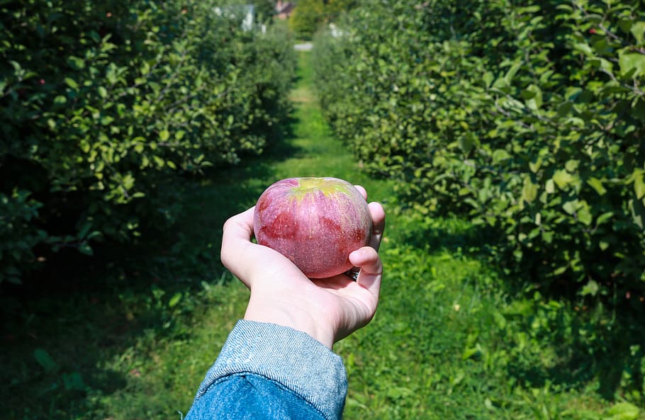 trees, apple, green, red, fall, autumn, artsy, orchard, season HD wallpaper