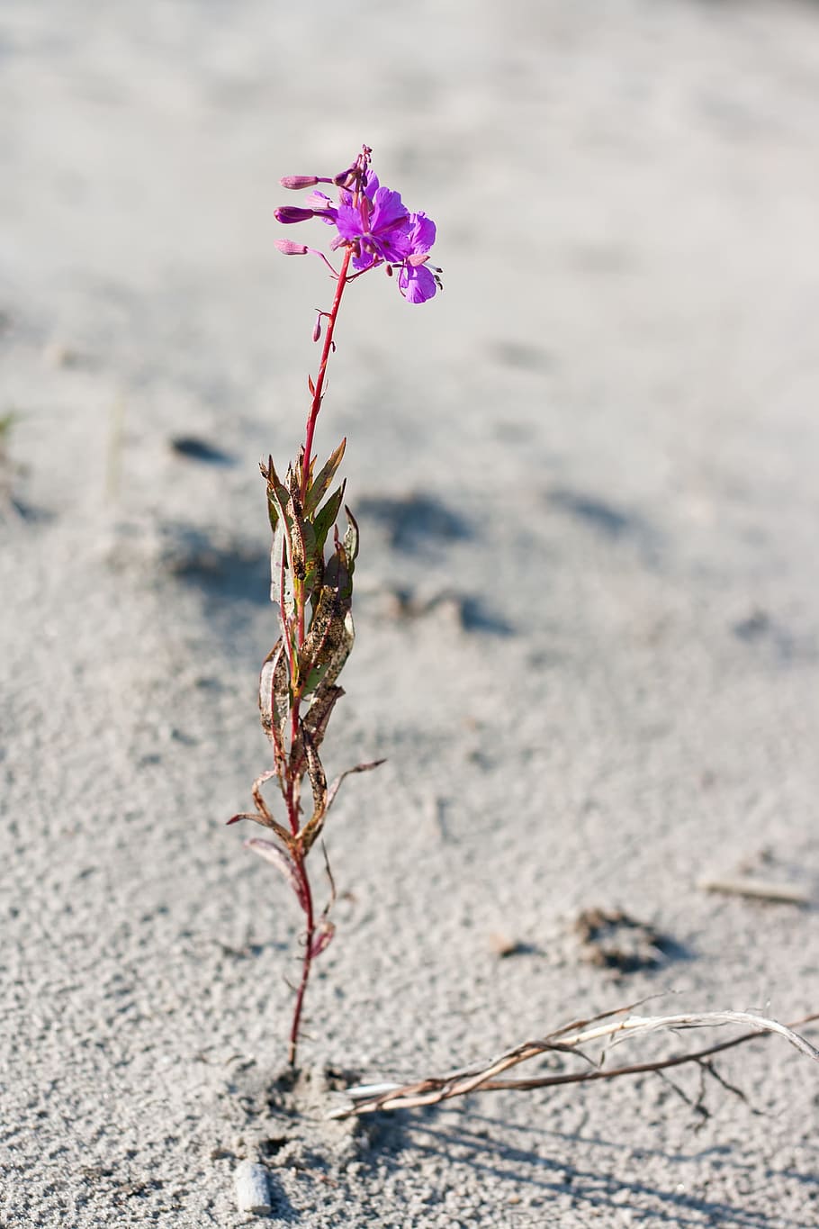 brown, closeup, desert, dry, dryness, dust, flower, hot, land HD wallpaper