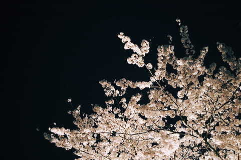 cherry blossoms, 夜桜, night, no people, fragility, nature HD wallpaper