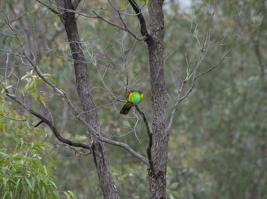 australia, howell woodland, redwing parrot male, australian bird, HD wallpaper