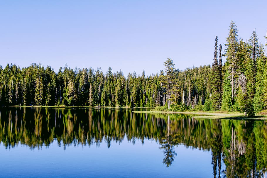 green forest, united states, seven lakes basin, tree, flora, plant HD wallpaper