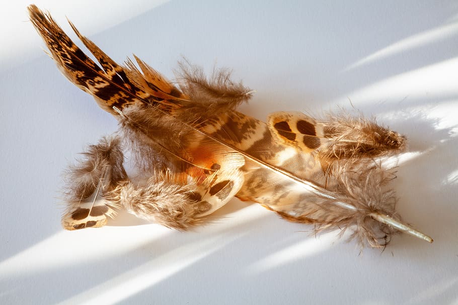 feather, fluff, fluffy, sunny, failed, brown, bird feathers HD wallpaper