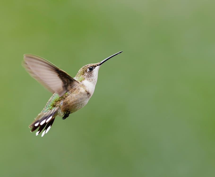 hummingbird, ruby throated, flying, portrait, wildlife, lewis, HD wallpaper