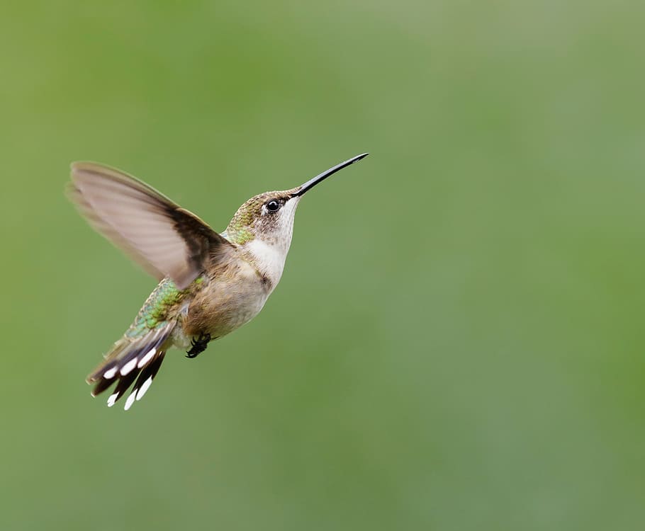 hummingbird, ruby throated, flying, portrait, wildlife, lewis HD wallpaper