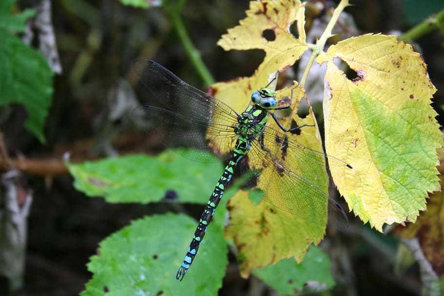 dragonfly, blue, green, insect, flight insect, nature, black HD wallpaper