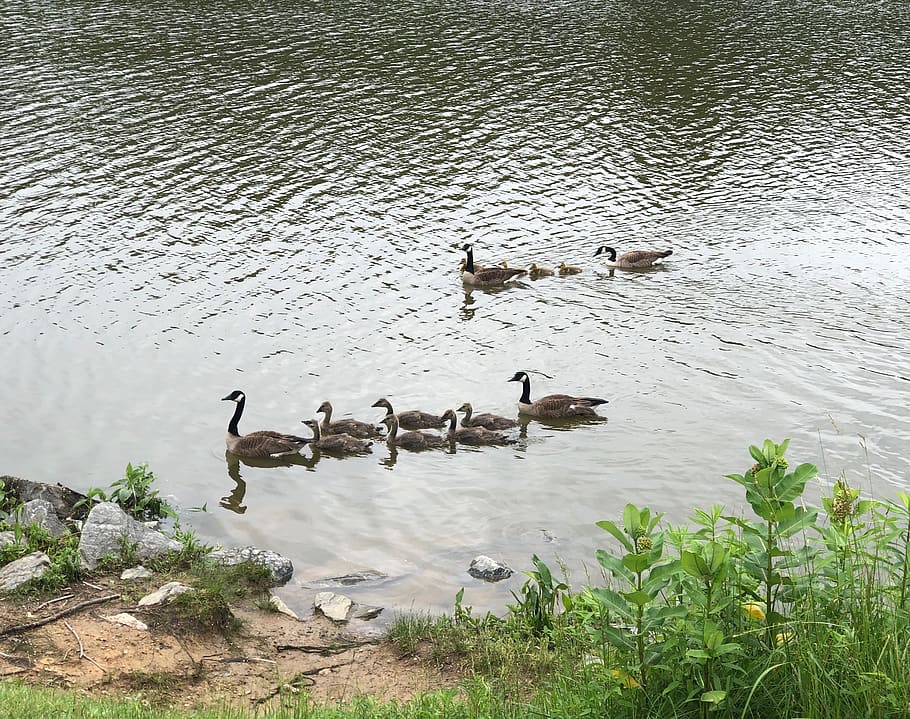 ducks, pond, nature, ducklings, swimming, group of animals HD wallpaper