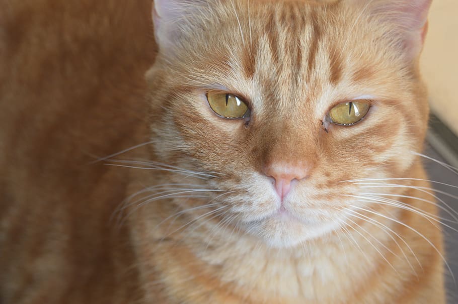 pet, kitty, kitten, eyes, cat, mammal, domestic, pets, animal themes HD wallpaper