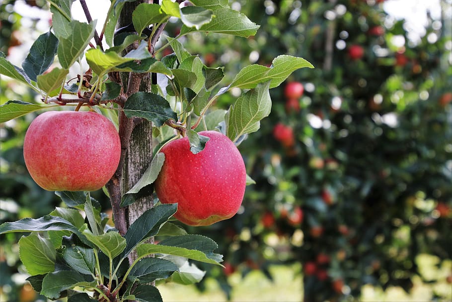 two, red, apples, nature, fresh, fruit, bio, collections, the cultivation of HD wallpaper