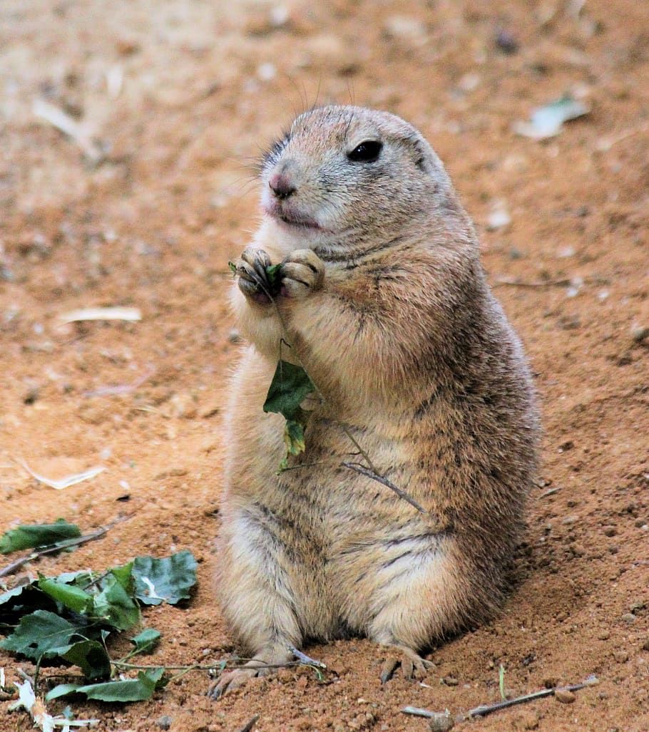 animal wildlife, one animal, animals in the wild, mammal, rodent HD wallpaper