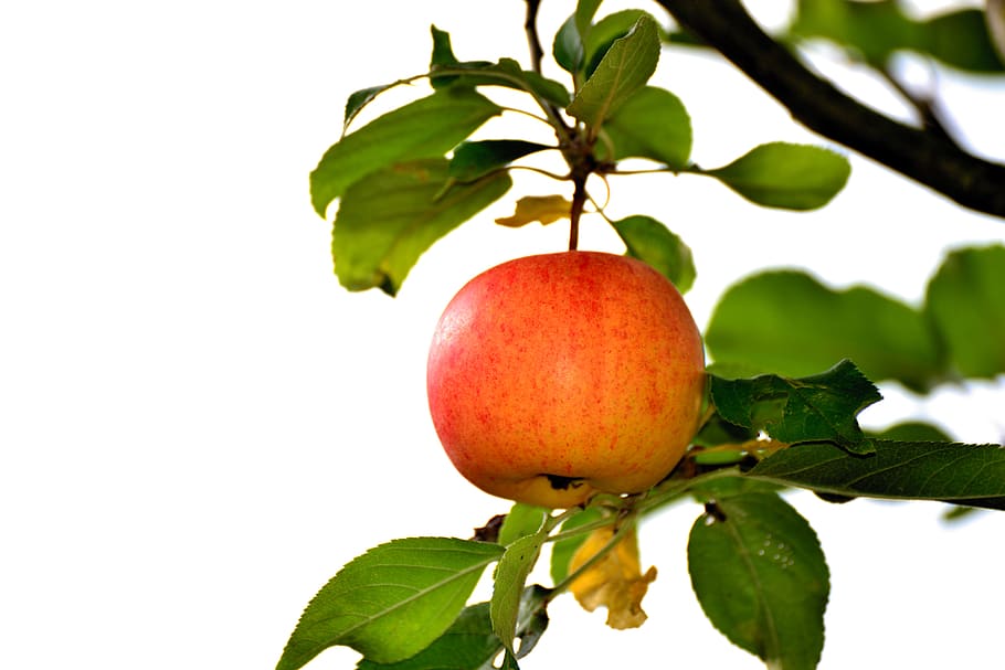 apple, apple tree, goldparmäne, individually, fruit, ripe HD wallpaper