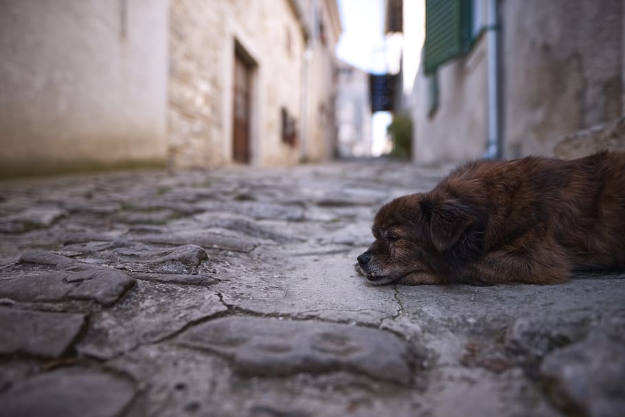 brown dog, one animal, animal themes, pets, mammal, domestic HD wallpaper