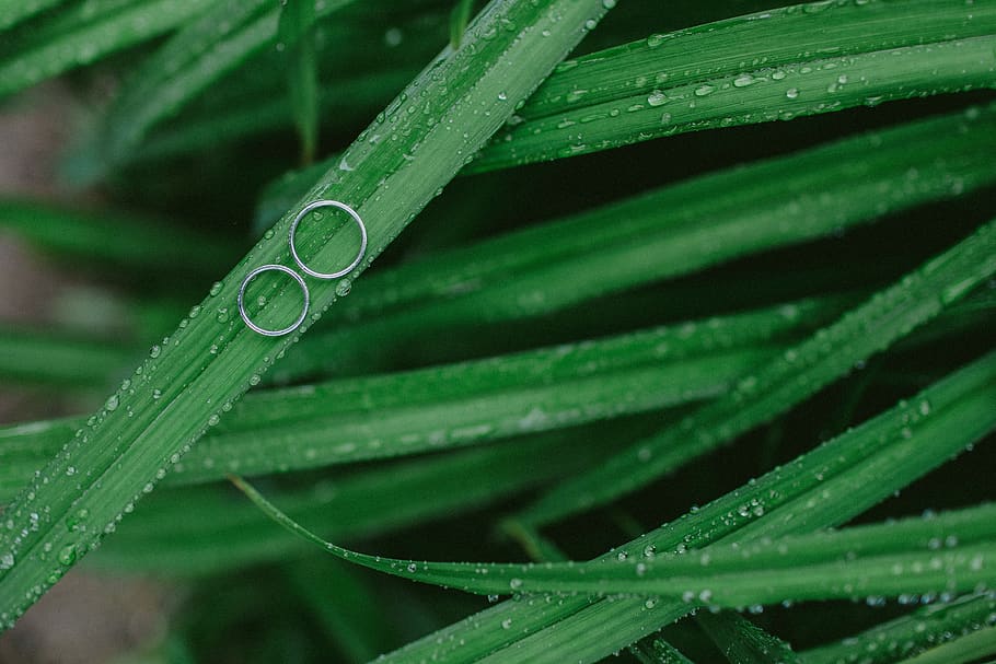 rings, plants, leafs, nature, water, drops, blurr, bokeh, wedding HD wallpaper
