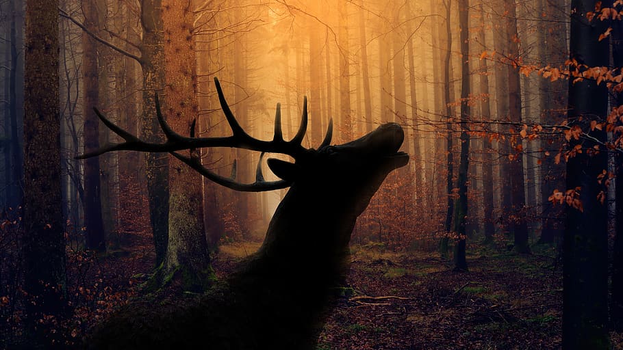 forest, hart, rut, nature, wild, landscape, ha ha ha, tree HD wallpaper