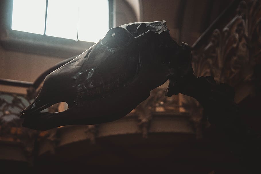 black animal skull, dinosaur, window, light, dark, prehistoric HD wallpaper