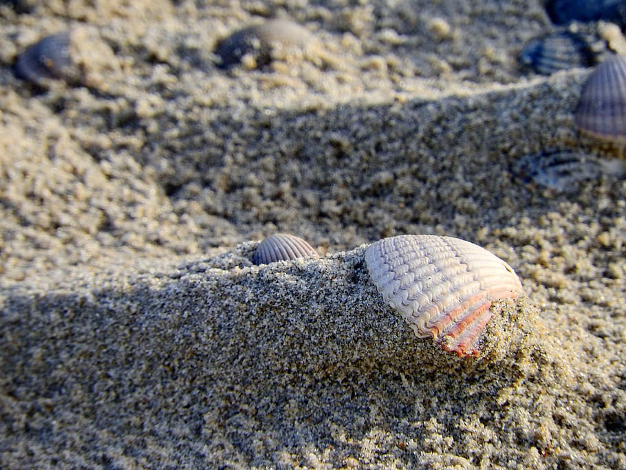 shell, sand, beach, sea, ocean, seashell, public record, fine HD wallpaper