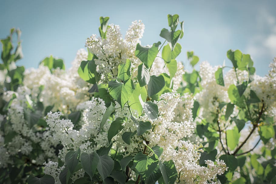 Photograph of White Flowers, bloom, blooming, blossom, bright HD wallpaper