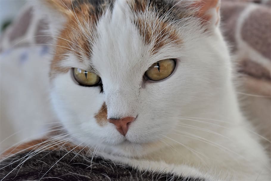 cat, pet, white, animal, domestic cat, cat's eyes, cat face HD wallpaper