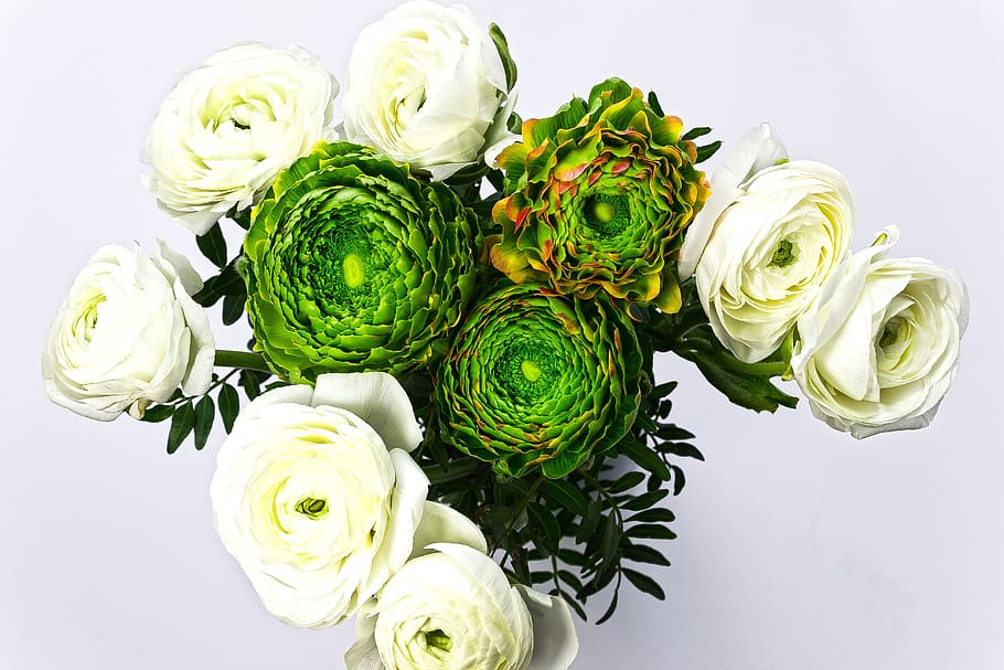 ranunculus, blossom, bloom, spring, nature, plant, white, yellow HD wallpaper