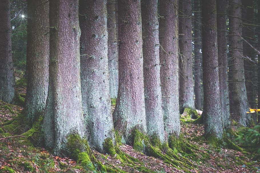 forest, trees, spruce, mystical, a straight line, just, grow HD wallpaper