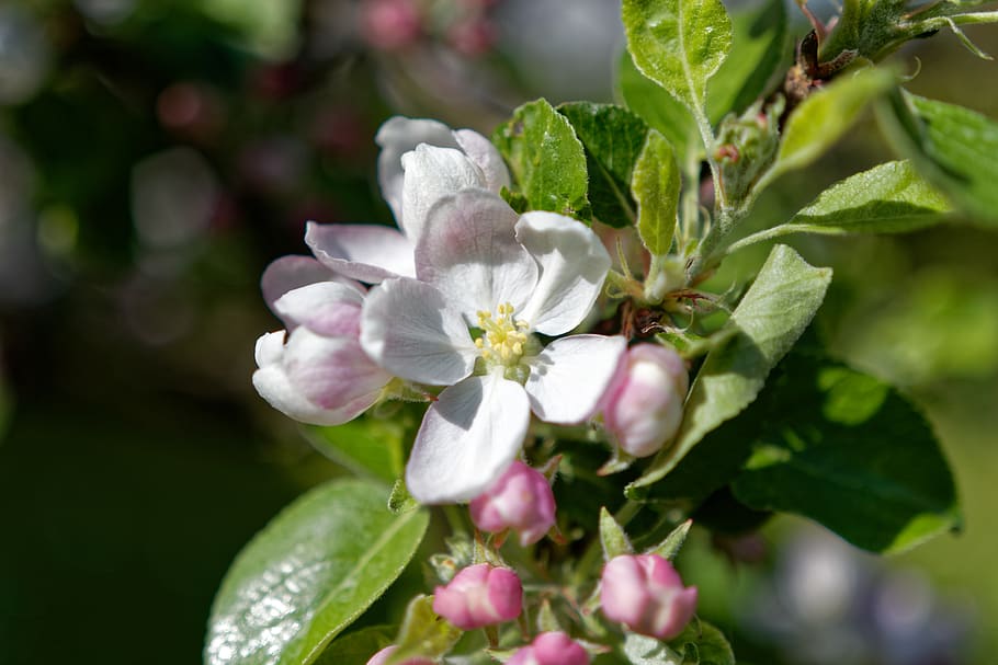 tree, cherry tree, cherry blossom, flower, flowering plant HD wallpaper