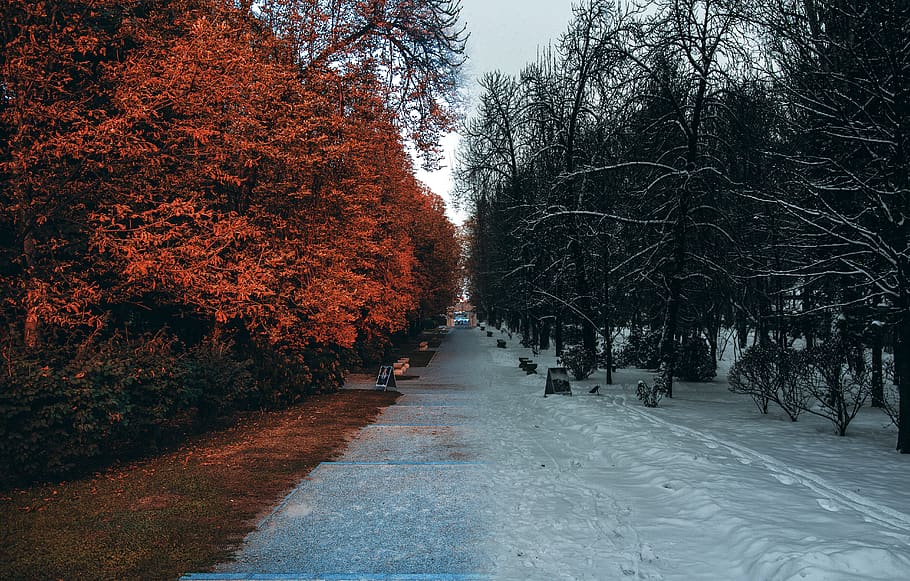 tree, plant, the way forward, direction, snow, nature, cold temperature HD wallpaper