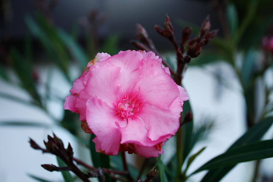 pink, macro, flower, nature, bloom, petal, garden, flora, plant HD wallpaper