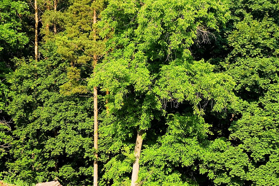 conservation, environment, environmental, foliage, forest, forestbackground HD wallpaper