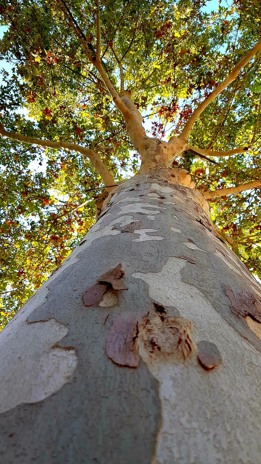 plane, wood, park, tree, plant, trunk, tree trunk, growth, nature HD wallpaper