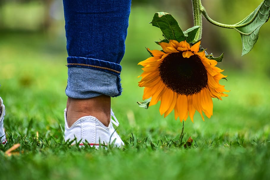 sunflower, plain, landscape, grass, nature, plant, flowering plant HD wallpaper